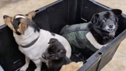 The other Alaska airlift: Volunteers save dogs from a flooded Alaska village, 1 tiny plane at a time