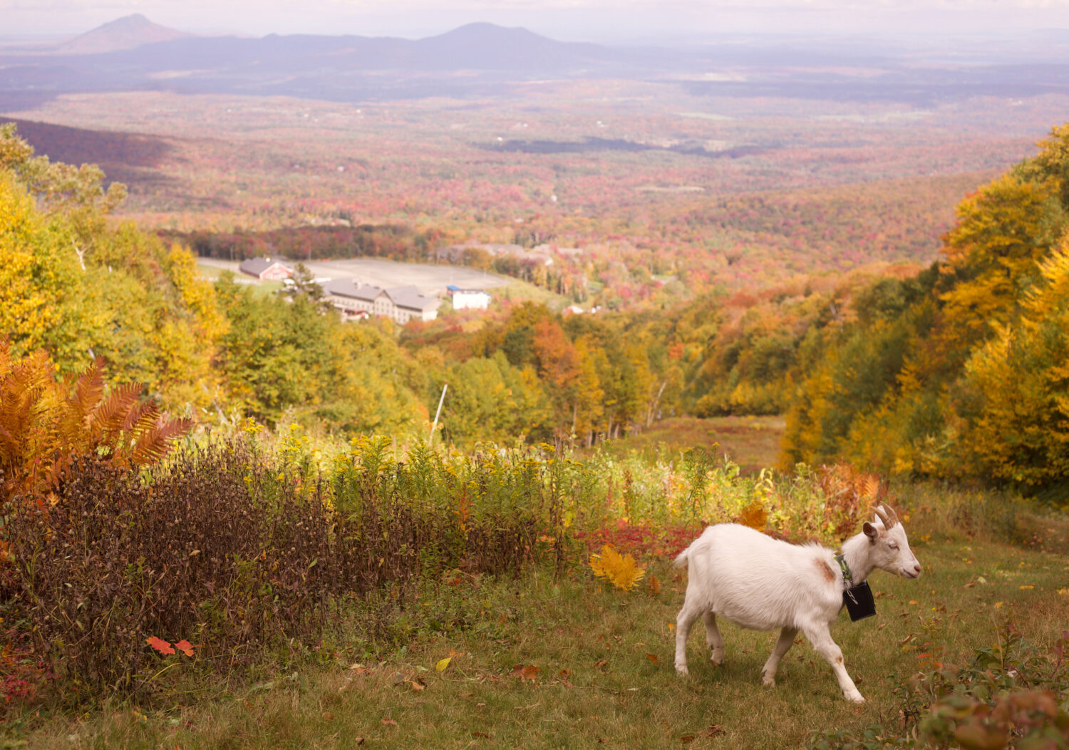 A goat wearing a geofence collar walks on a ski slope at Jay Peak Resort, Friday, Sept. 26, 2025 in...