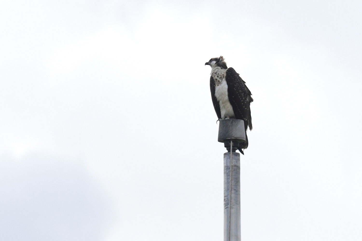 An osprey perches on a flagpole near its nest at a high school athletic field Wednesday, Aug. 20, 2...