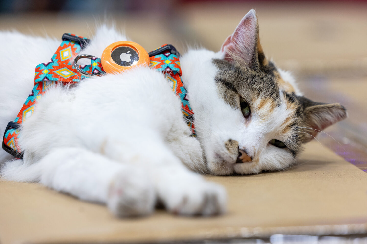 This photo provided by Lowe's shows Francine, the store cat, on Tuesday, Oct. 7, 2025, in Richmond,...
