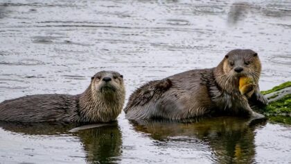 'I think there’s some liability': KIRO hosts debate who's at fault for Bremerton otter attack