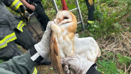 Firefighters save tangled owl at Bradley Lake Park