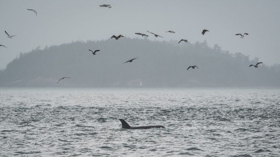 An orca swims in the San Juan Islands, Wash., Saturday, Oct. 11, 2025 - King County...