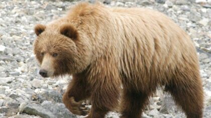 WA resident survives bear attack in Glacier National Park