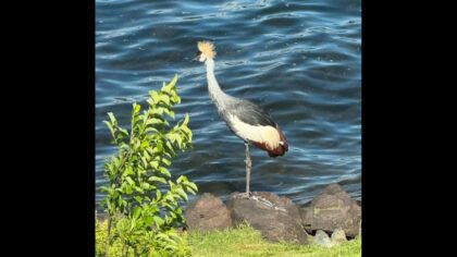 Rare bird finally captured after escaping from Cougar Mountain Zoo in Issaquah