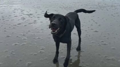 Dog beaten to death at Seattle kennel by ex-employee, suspect faces animal cruelty charges