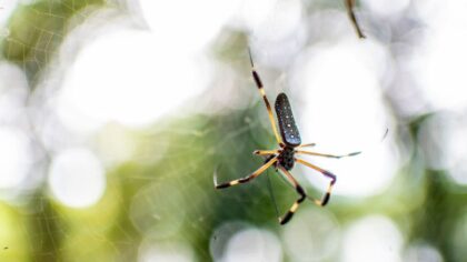 Pacific Science Center unveils new live spider exhibit in Thursday reopening