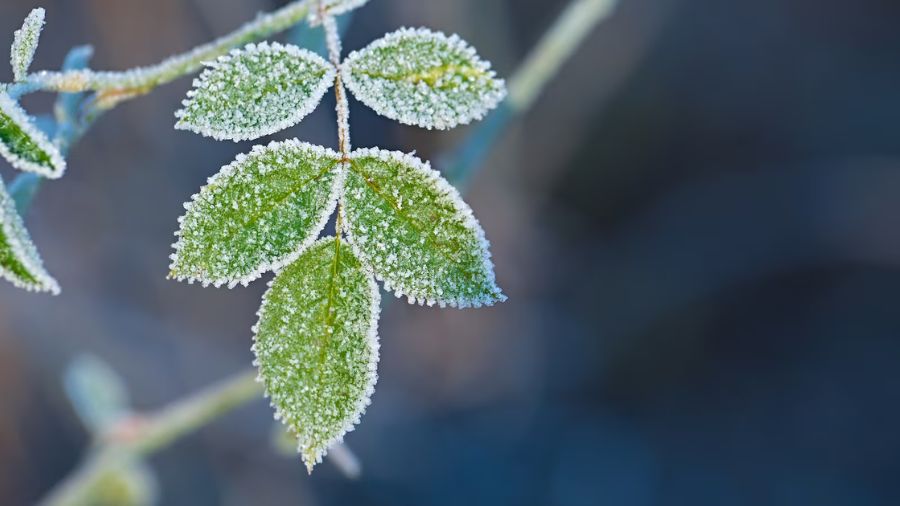 temperature halloween weather...