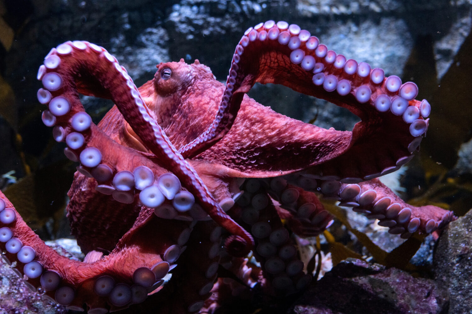 This photo provided by Aquarium of the Pacific shows Ghost, a giant Pacific octopus, in its habitat...